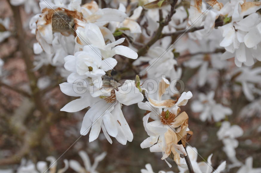 Белые цветы