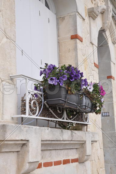 Живые цветы