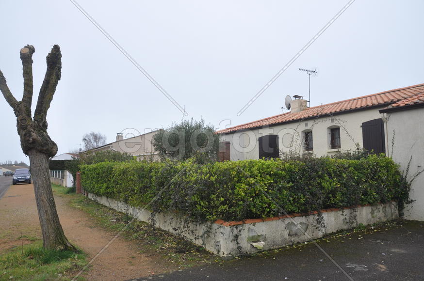 Кусты у дома