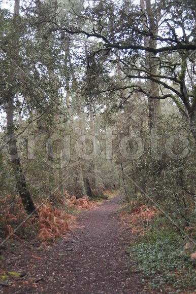 Дорожка в лесу