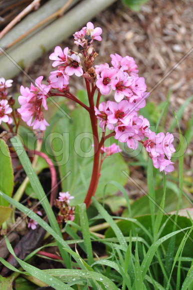 Розовый цветок