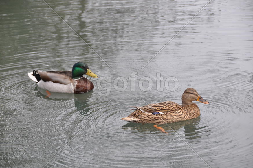 Две уточки