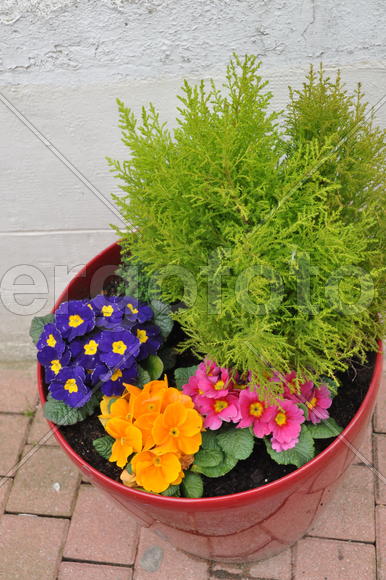 Горшок с цветами