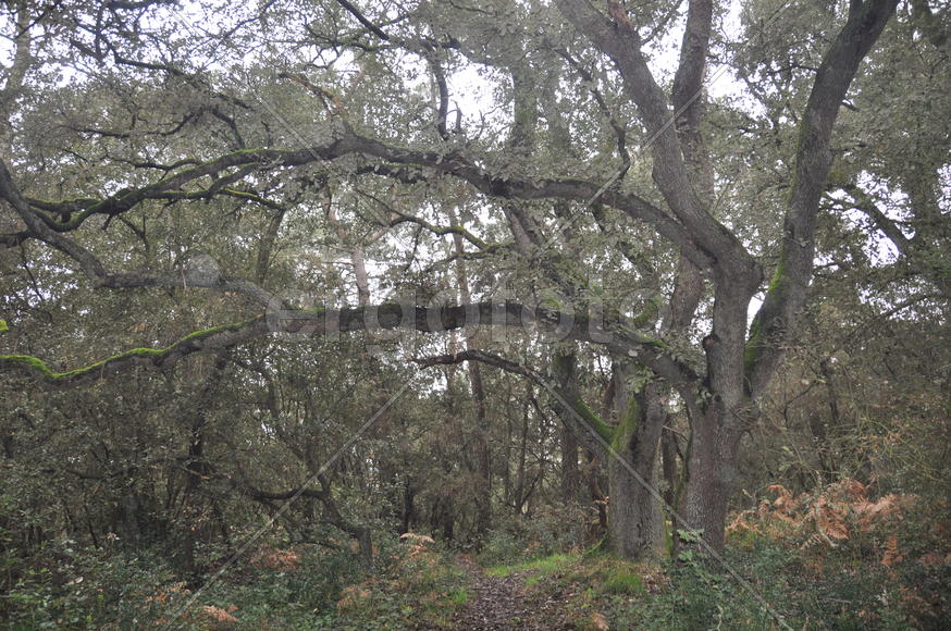 Ветви дерева