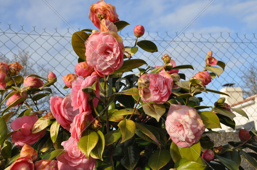 Париж, Вандея