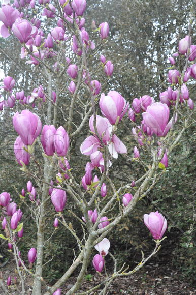 Розовые цветочки