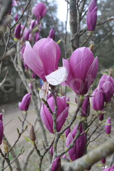 Фиолетовые цветы