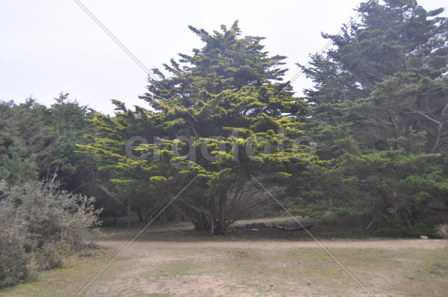 Дерево в лесу