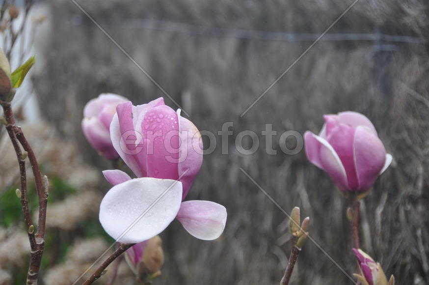 Розовые бутоны