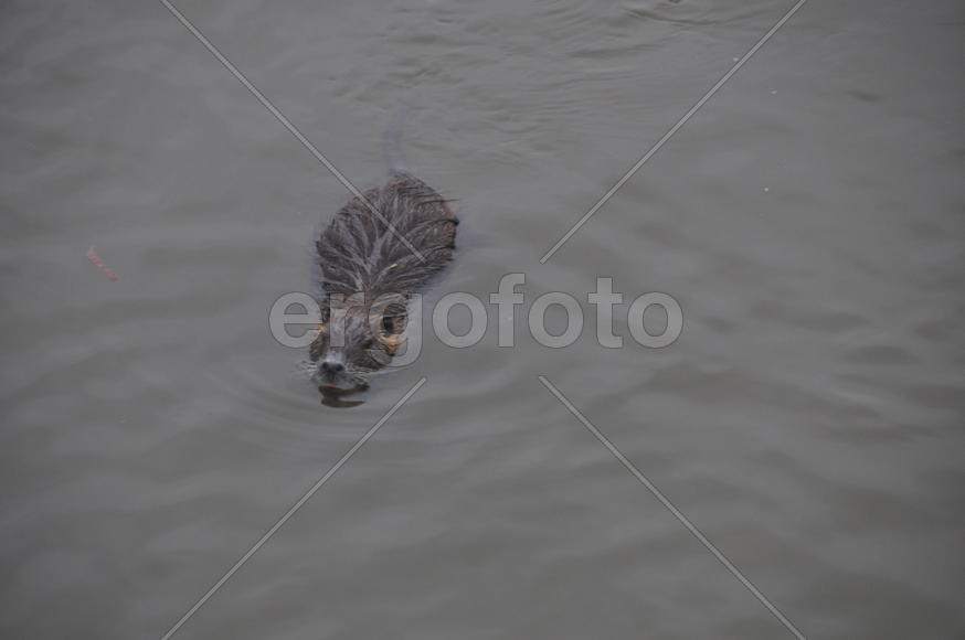плывущая выдра
