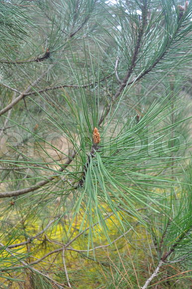 Париж, Вандея