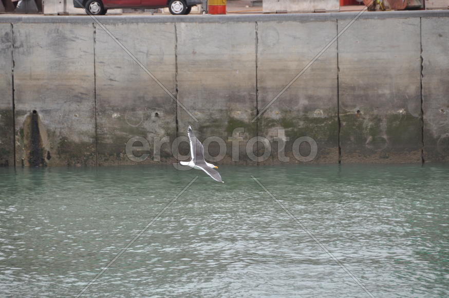Чайка в полете