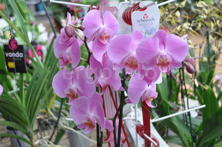 Париж, Вандея