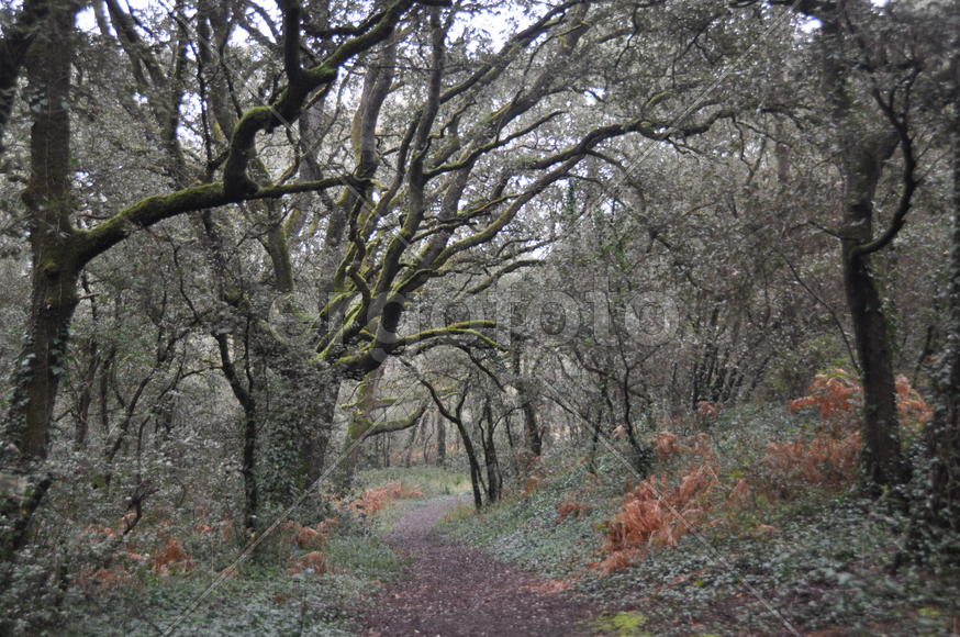 Тропинка в лесу