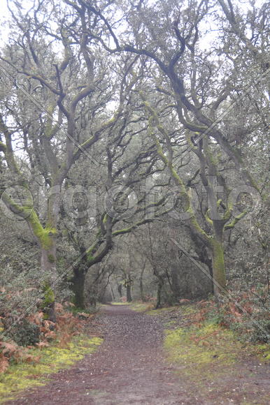 Деревья в лесу