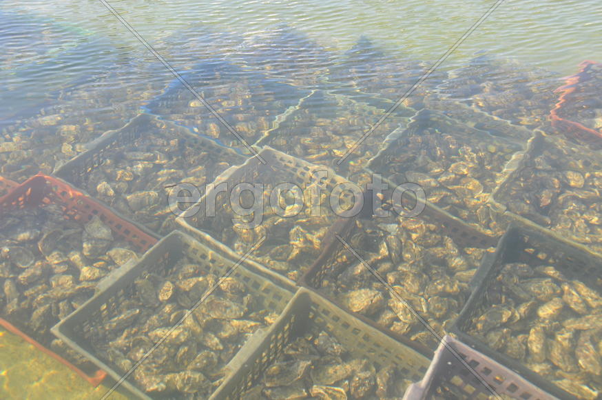 Мидии под водой