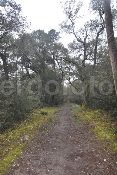 Лесная дорога