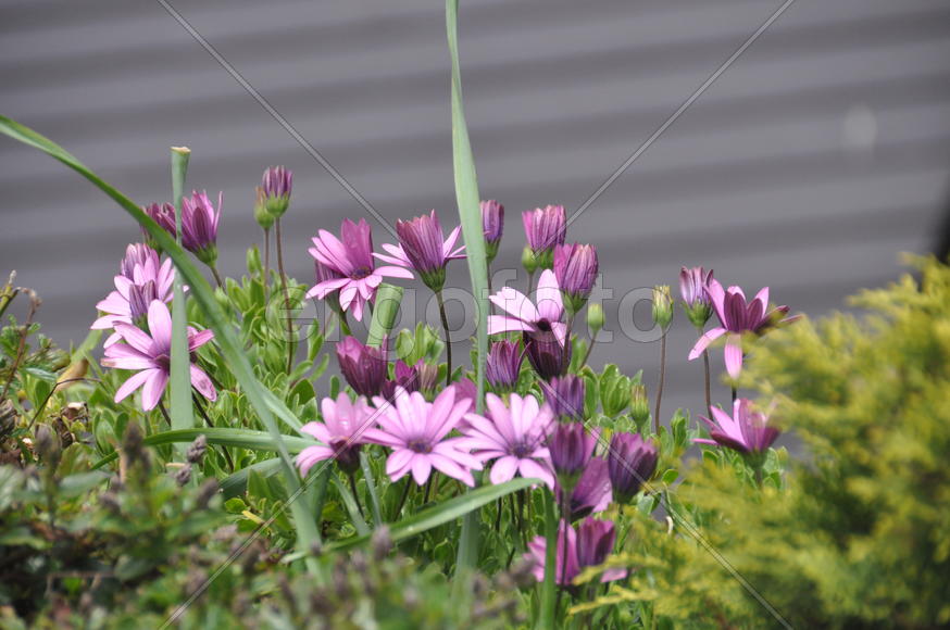 Фиолетовые цветочки