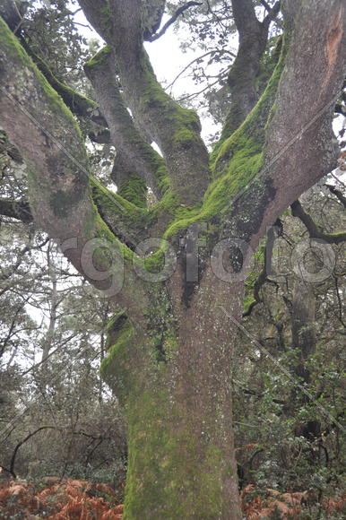 Мох на дереве