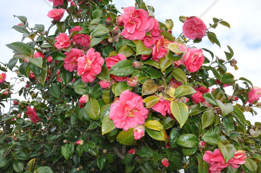 Париж, Вандея