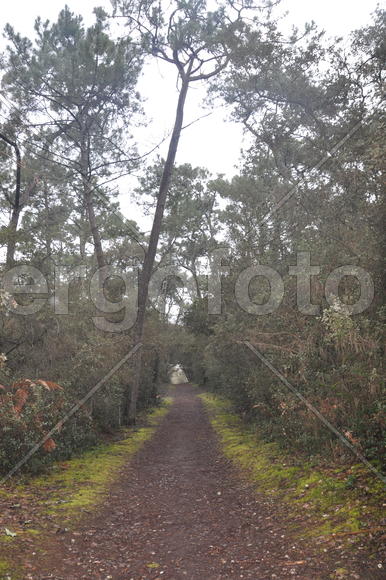 дорога в лесу