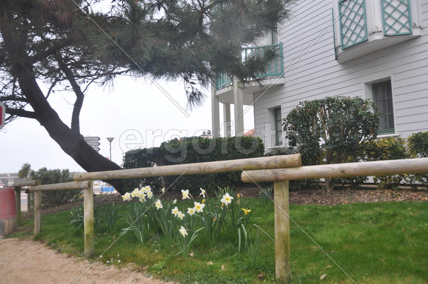 Дерево на фоне дома