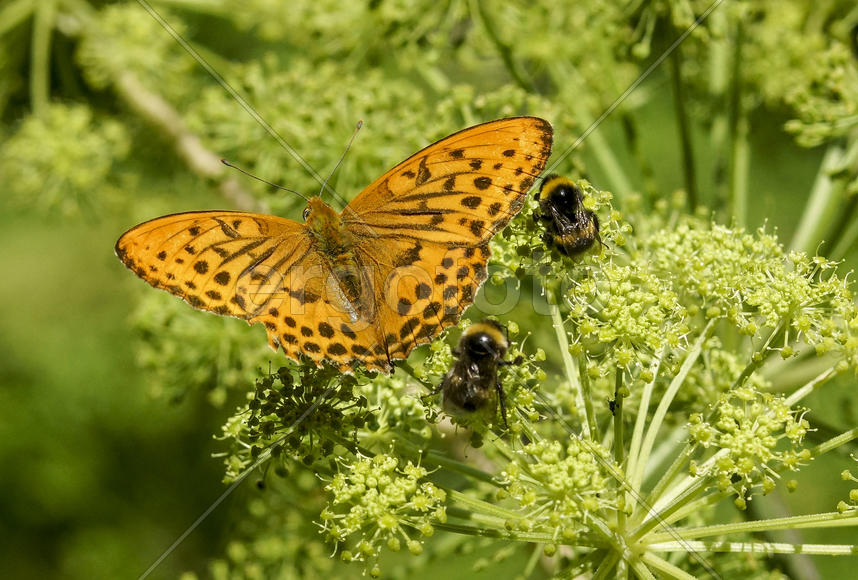 Перламутровка