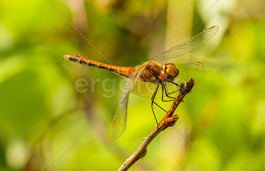 Стрекоза- метальщица