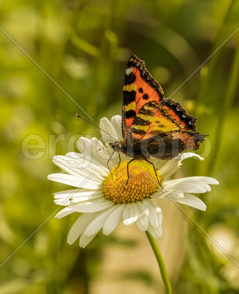 Крапивница