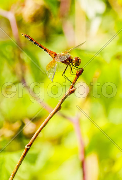 Стрекоза-метальшица