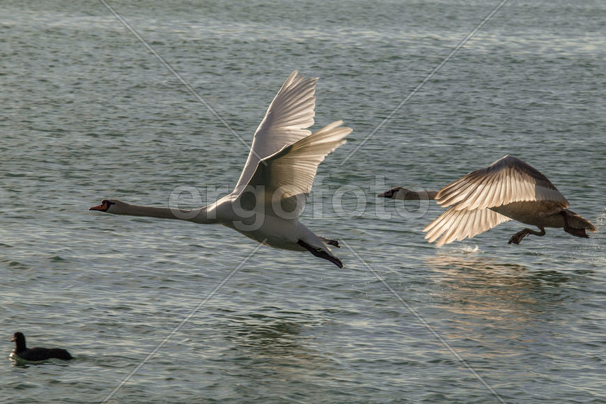 Лебеди, взлетающие с поверхности моря