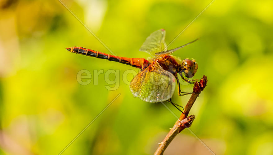 Стрекоза-метальщица