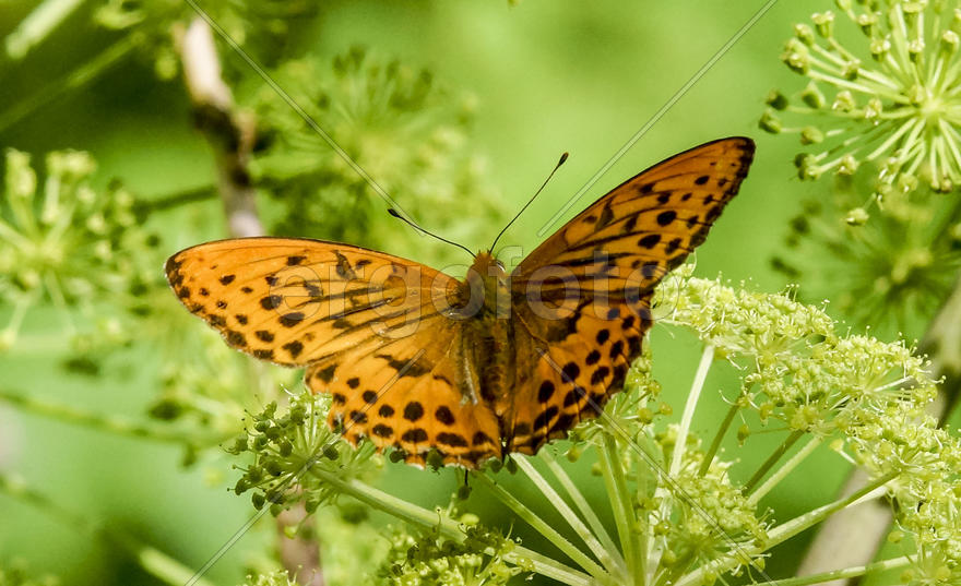 Перламутровка