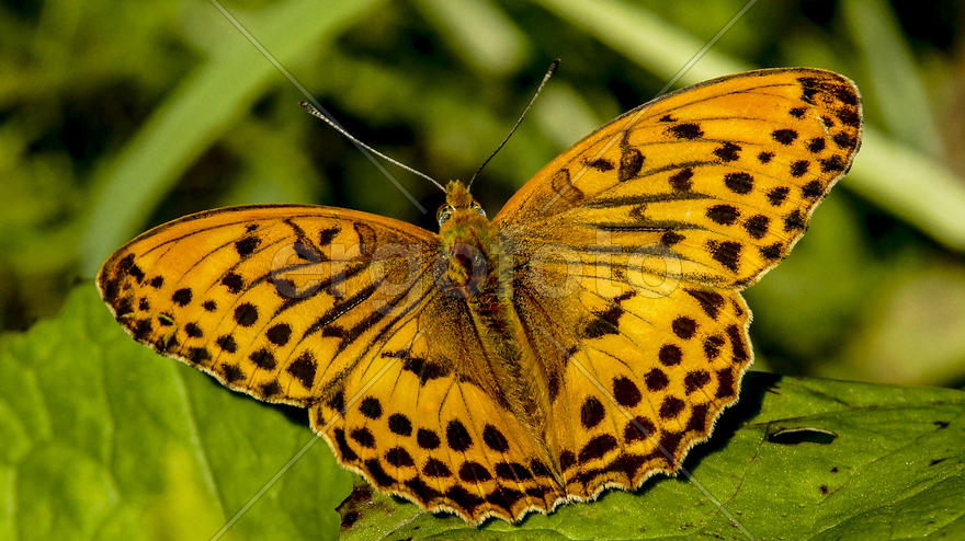 Перламутровка