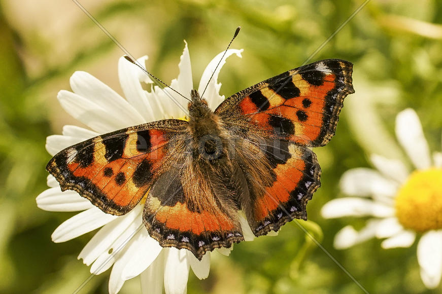 Крапивница