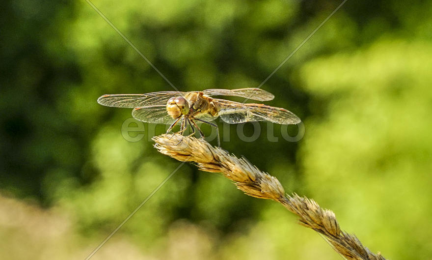 Стрекоза-метальщица