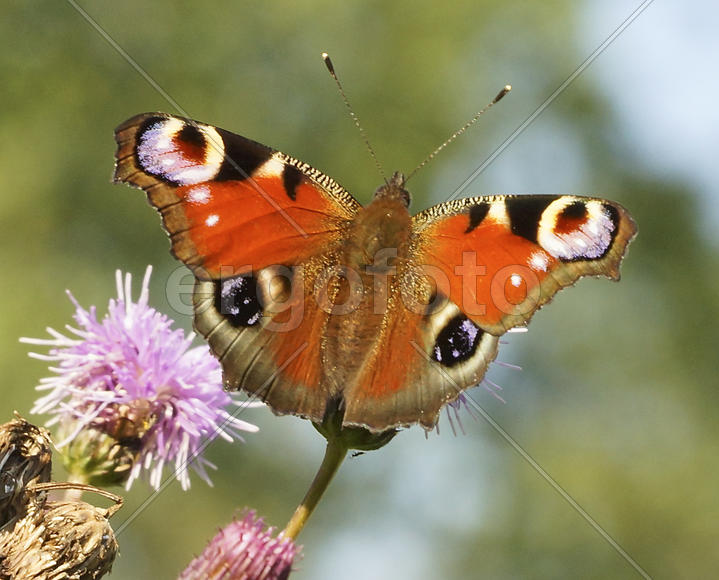 Павлиний глаз