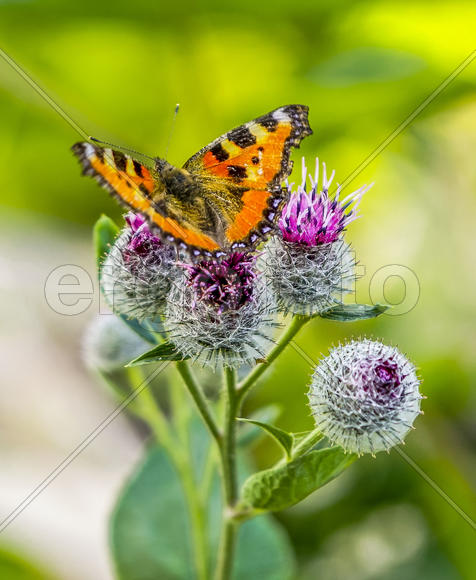 Крапивница