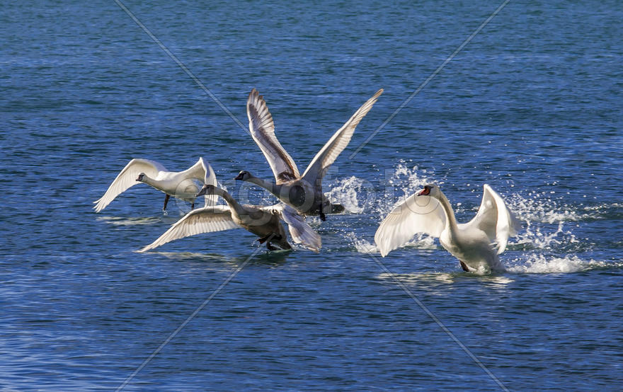 Лебеди, взлетающие с поверхности воды