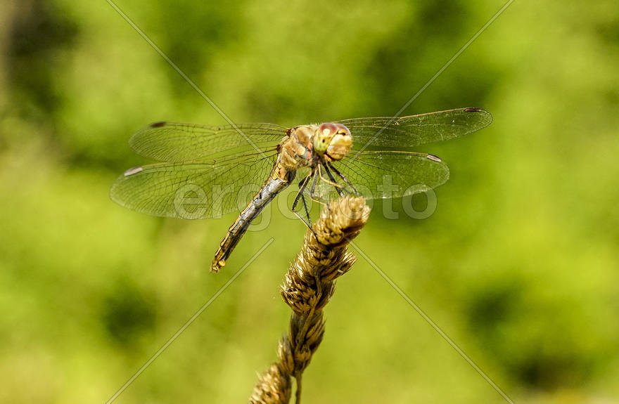 Стрекоза-метальщица