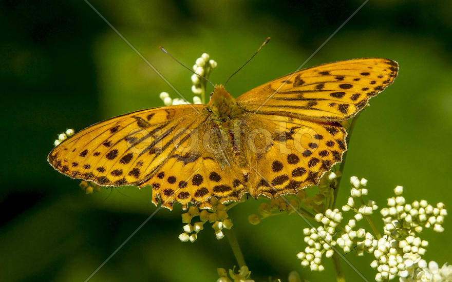 Перламутровка