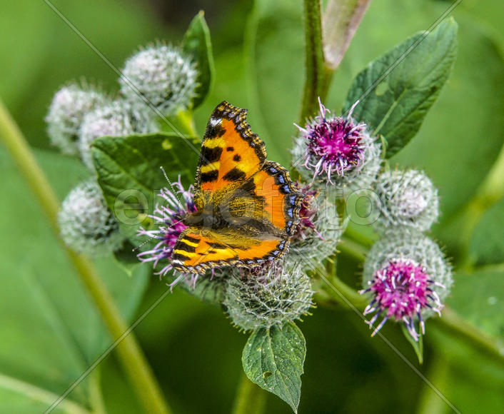 Крапивница