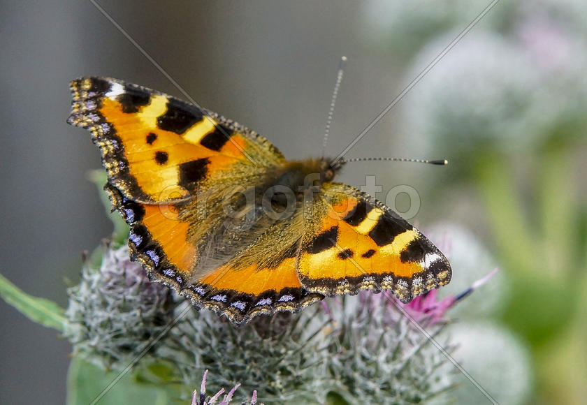 Крапивница