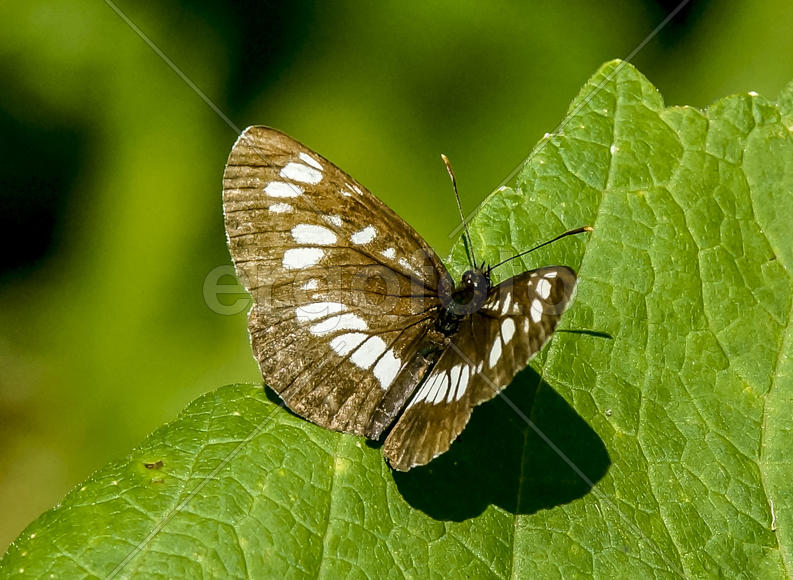 Пеструшка таволговая