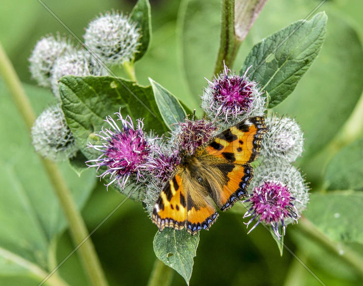 Крапивница