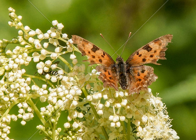 Углокрыльница