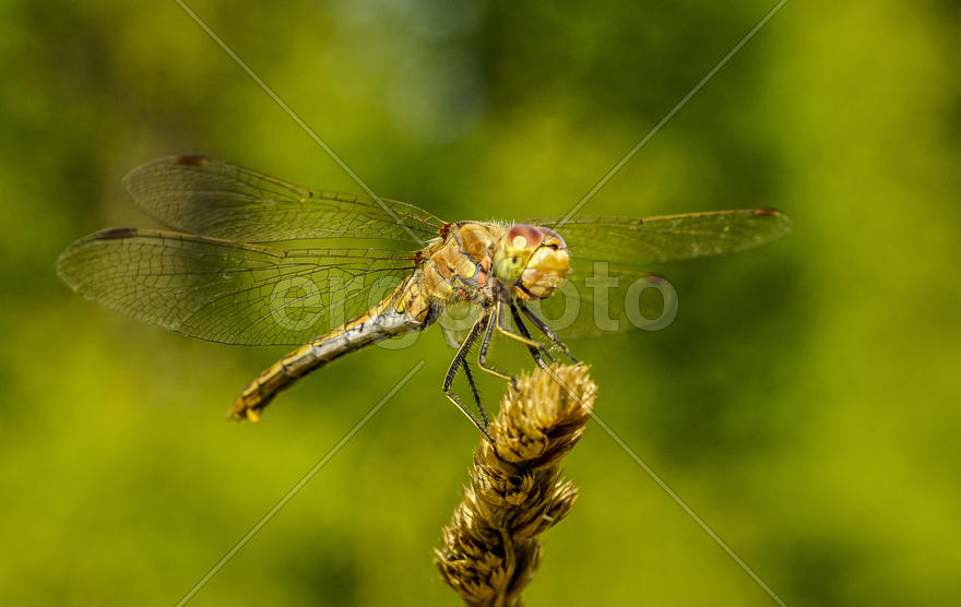 Стрекоза-метальщица