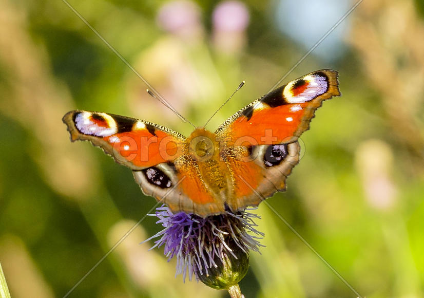 Павлиний глаз