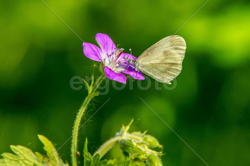 Беляночка на цветке