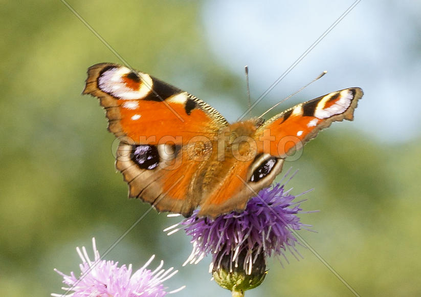 Павлиний глаз